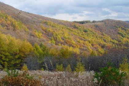 Daedeoksan Mountain and Geumdaebong Peak Wild Flower Field image