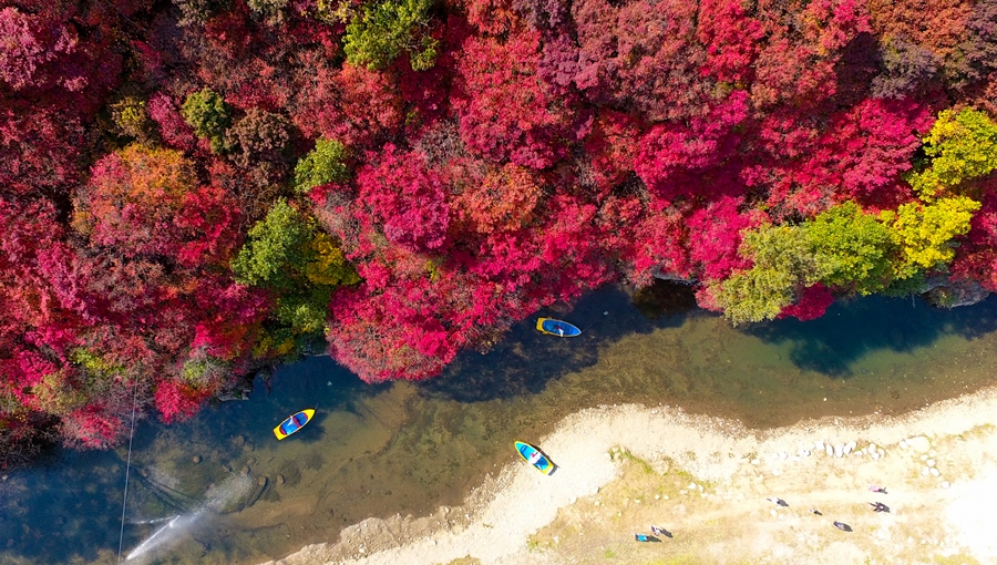 铁岩枫叶节 image